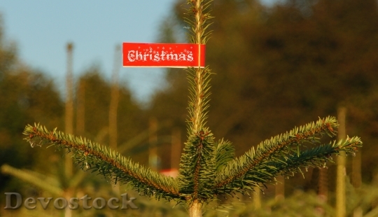 Devostock Christmas Christmas Tre Buy 4K