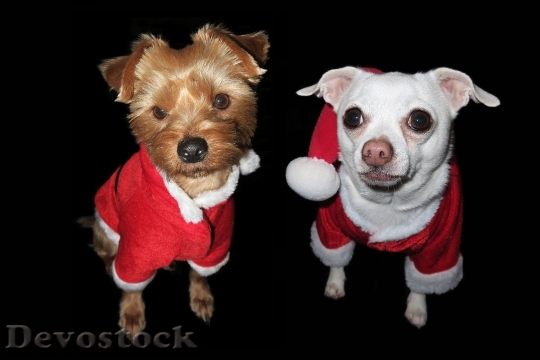 Devostock Christmas Dog Festive Celebrtion 4K