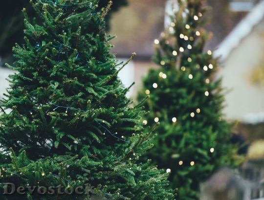 Devostock Christmas Tree PineTree 4K