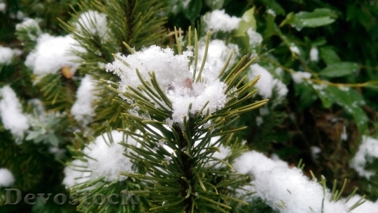 Devostock Christmas Tree Snow Wnter 4K