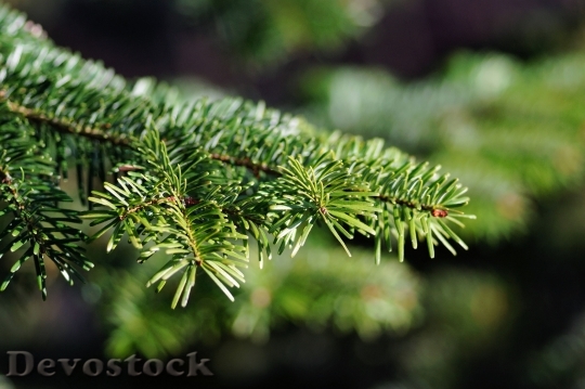 Devostock Christmas Tree Tannenzweig Nedles 4K