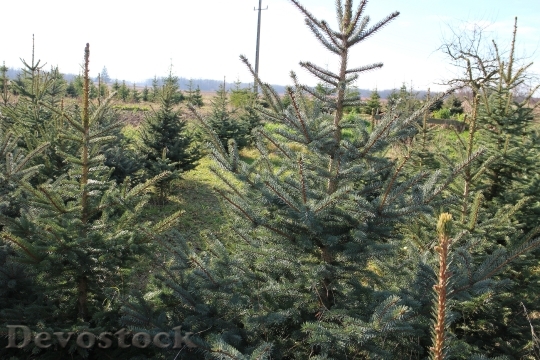 Devostock Christmas Tree Trees reen 4K