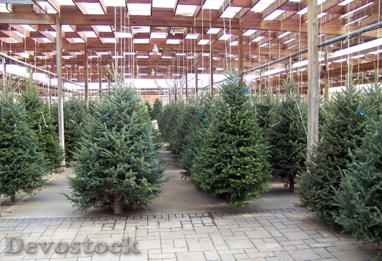 Devostock Christmas Trees Nursery Winter 0 4K