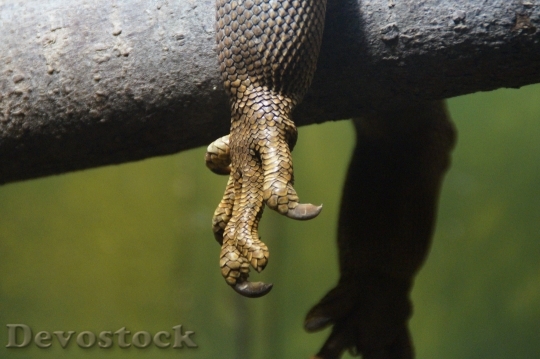 Devostock Claw Dragon Iguana Reptile 672 4K.jpeg