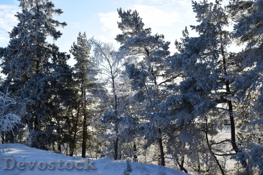 Devostock Cold Snow Landscape 109957 4K