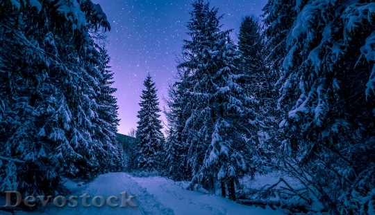 Devostock Cold Snow Landscape 77394 4K