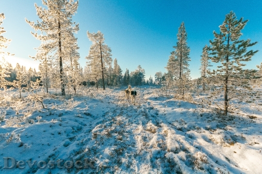 Devostock Cold Snow Landscape 90402 4K