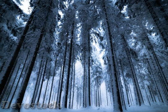 Devostock Cold Snow Wood 30480 4K