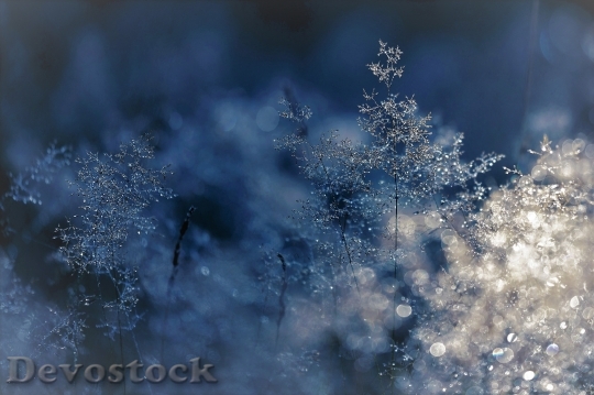 Devostock Cold Snow Wood 59698 4K