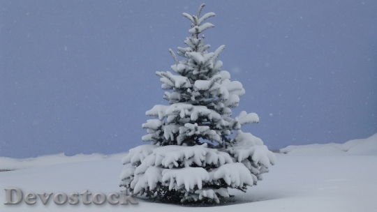Devostock Coldsnap Christmas TreeAllg 4K