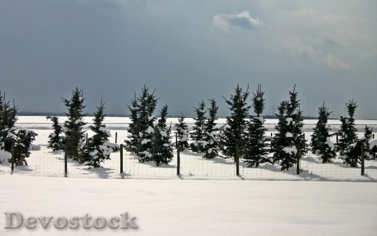 Devostock Conifers Winter ConiferSnow 4K