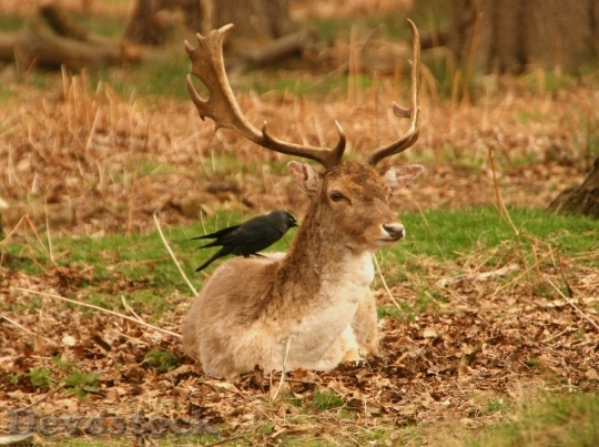 Devostock Deer Stag Antlers Nture 4K