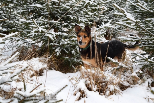 Devostock Dog Winter Pet Anial 1 4K