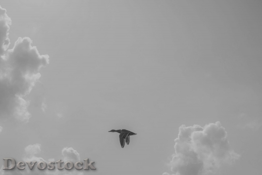 Devostock Duck Bird Fly Flight 633892 4K.jpeg