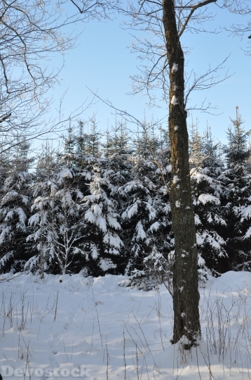 Devostock Firs Tree Winter Nture 4K