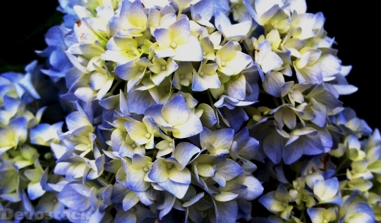 Devostock Flowerhead Florets Hydrangea 21259 4K