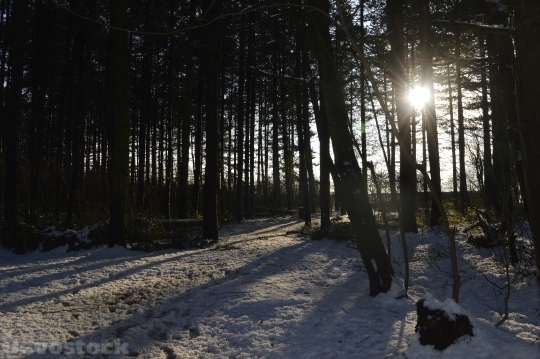 Devostock Forest Snow Sun Sadow 4K