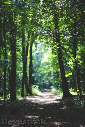 Devostock Forest Trees Path 637 4K