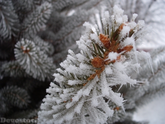 Devostock Frost Winter PineSnow 4K