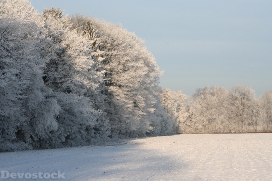 Devostock Frozen Treetops Winter Wnter 4K
