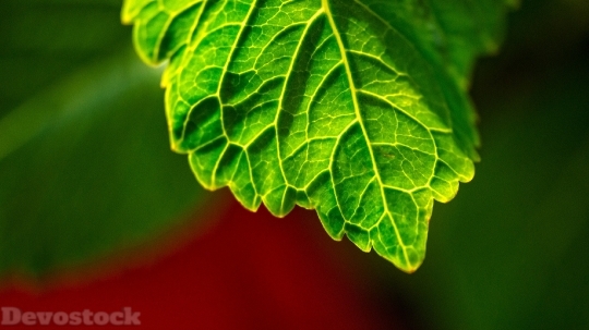 Devostock Green Leaf Plant Nture 4K