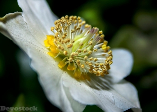 Devostock Helleborus White Anemone Banda 4K