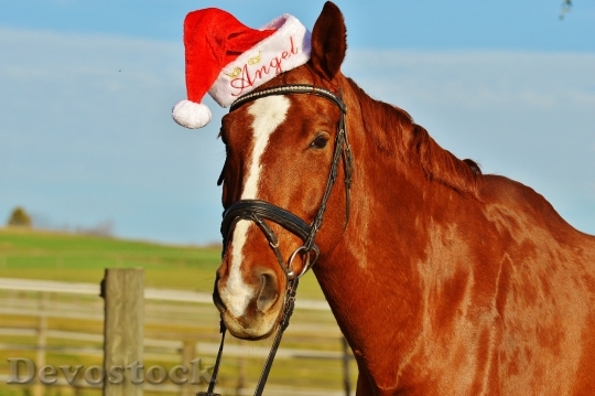 Devostock Horse Christmas Sant Hat 4K