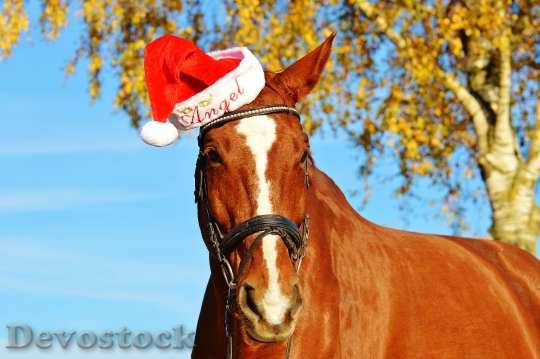 Devostock Horse Christmas Santa at 1 4K