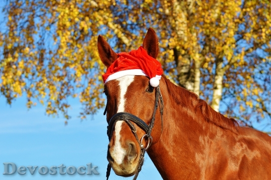 Devostock Horse Christmas Santa at 4 4K