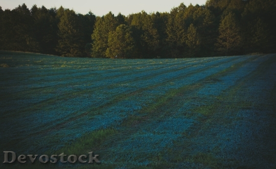Devostock Landscape Field Forest 142767 4K