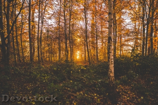 Devostock Landscape Forest Leaves 17307 4K
