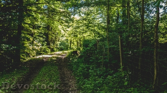 Devostock Landscape Nature Forest 51802 4K