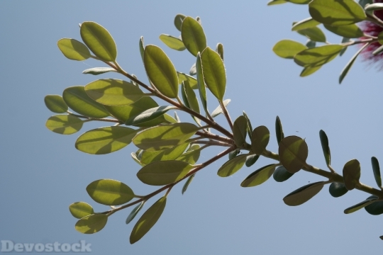 Devostock Leaves Ironwood Tree Chritmas 4K