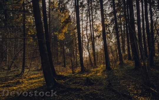 Devostock Light Dawn Landscape 140650 4K