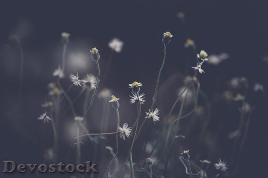 Devostock Light Field Flowers 39659 4K