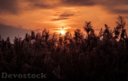 Devostock Light Landscape Sunset 24175 4K