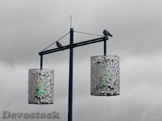 Devostock Light Pigeons Color 73884 4K