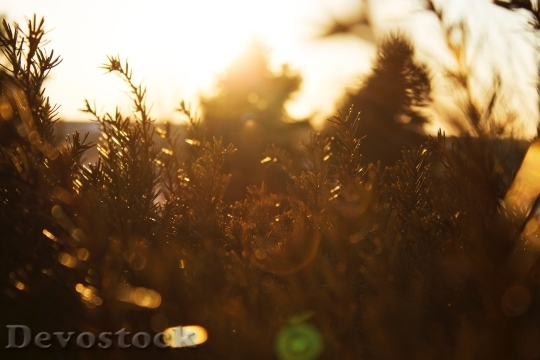 Devostock Light Sunset Blur 39097 4K