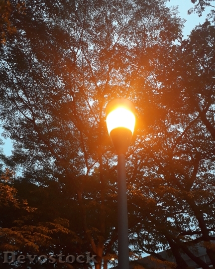 Devostock Light Trees Evening 125817 4K