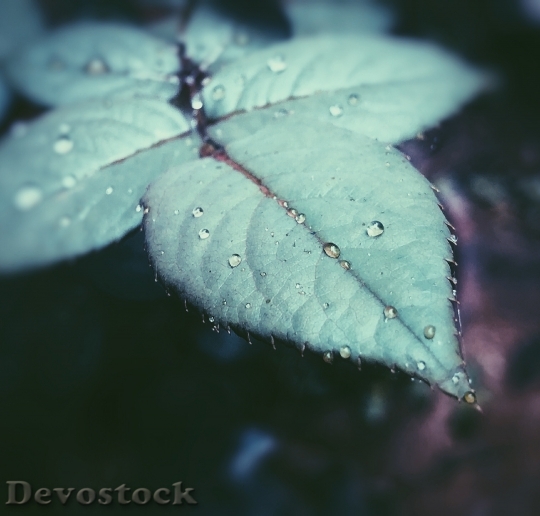 Devostock Light Water Leaf 147296 4K