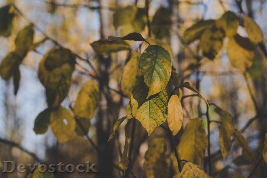 Devostock Light Yellow Leaves 149625 4K