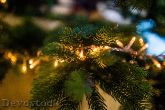 Devostock Lights Blur Tree34008 4K