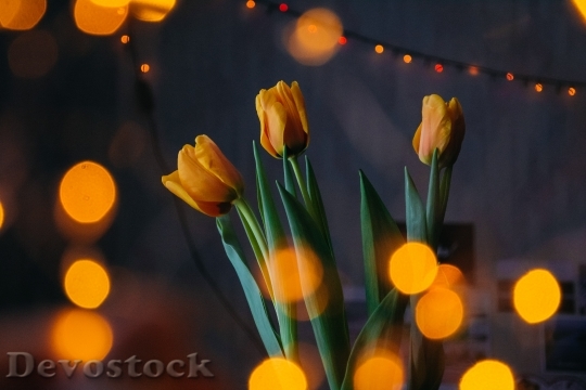 Devostock Lights Flowers Petals 29155 4K