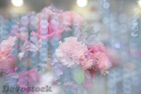 Devostock Lights Flowers Petals 54587 4K