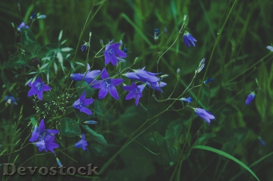 Devostock Nature Flowers09285 4K.jpeg