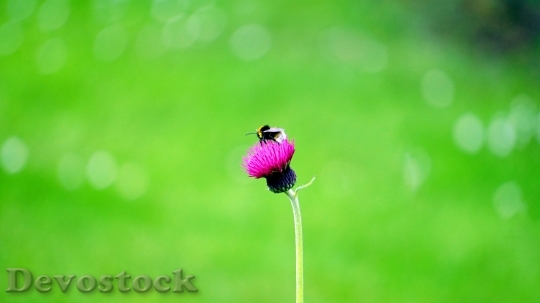 Devostock Nature Flowers09563 4K.jpeg