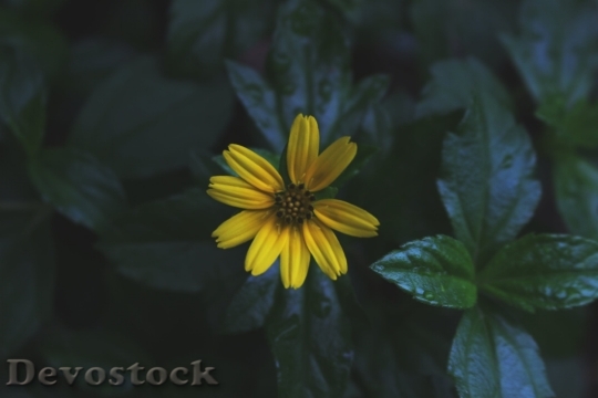 Devostock Nature Flowers09742 4K.jpeg
