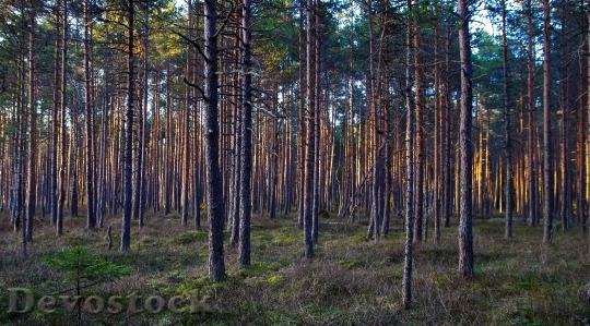 Devostock Nature Forest Trees 100952 4K