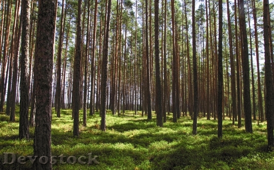 Devostock Nature Forest Trees 109384 4K