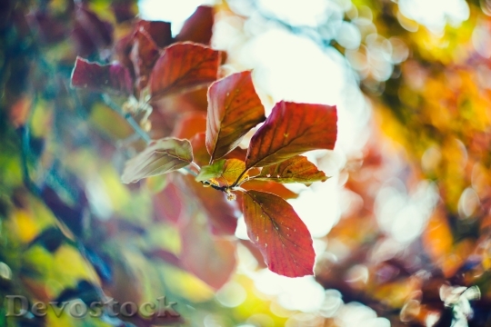 Devostock Nature Leaves Colors 139176 4K
